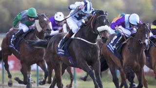 Horses at Lingfield
